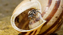 Zebra spider (Salticus scenicus) emerging from inside a snail shell, jumps out of shot, controlled conditions.