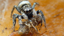 Zebra spider (Salticus scenicus) feeding on a fruit fly, controlled conditions.