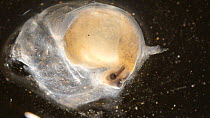 Yellow slug larva (Limax flavus) emerging from an egg case, controlled conditions.