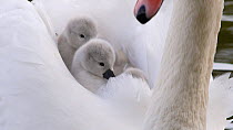 Close up of Mute swan cygnets (Cygnus olor) riding on their mother's back, Birmingham, England, UK, May.