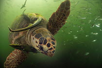 Loggerhead sea turtles (Caretta caretta) overgrown by algae with Remora (Remora remora) Turkey, July.