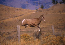 Rocky mountain bighorn ewe (Ovis canadensis) jumping a barbed wire fence. Montana, USA.