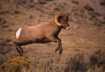 Rocky mountain bighorn (Ovis canadensis) ram jumping a barbed wire fence, Montana, USA,