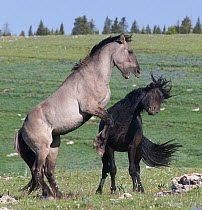 Two Wild horse (Equus ferus) stallions fighting, Prior Mountains, Montana, USA, June.