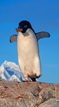 Adelie Penguin (Pygoscelis adeliae) carrying stolen rock from another nest in rookery, Peterman Island, Antarctica, November.
