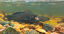 Male Arctic grayling (Thymalus arcticus) swimming alongside a female during the annual spawning run in a North Park, Colorado, USA, June.