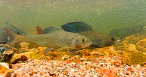 Arctic grayling (Thymallus arcticus) pair, female closer to camera, male far side with dorsal fin display, North Park, Colorado, USA, June.