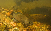 Arctic grayling (Thymallus arcticus) male going upstream during the annual spawning run. North Park, Colorado, USA, June.