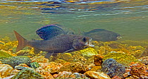 Arctic grayling (Thymallus arcticus) male with dorsal fin raised, making his way upstream during the annual spawning run. North Park, Colorado creek, USA, June.