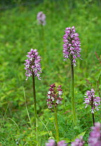 Lady Orchid (Orchis purpurea) in the centre, with hybrid Lady x Monkey orchids (Orchis purpurea x O. simia), Buckinghamshire, England, UK, May.