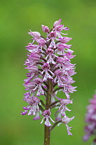 Hybrid Lady x Monkey orchids (Orchis purpurea x O. simia), Buckinghamshire, England, UK, May.