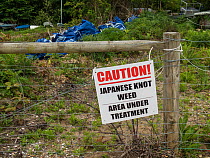 Sign warning about Japanese knotweed (Fallopia japonica) clearance, Isle of Wight, Hampshire, England. UK, May.