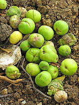 Manchineel tree (Hippomane mancinella) poisonous fruit on the ground,  Barbados.