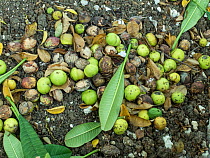 Manchineel tree (Hippomane mancinella) poisonous fruit on the ground,  Barbados.