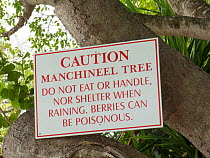 Manchineel tree (Hippomane mancinella) with sign warning that it is dangerous. This species has poisonous fruit, whilst the sap is toxic, and even standing beneath the tree in the rain can cause blist...
