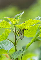 Mayfly (Ephemera danica) on nettle, Surrey, England, UK, May.