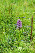 Military orchid (Orchis militaris) flower, protected by wire cage, Buckinghamshire, England, UK, May.