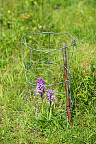 Military orchid (Orchis militaris) flower, protected by wire cage, Buckinghamshire, England, UK, May.
