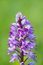 Military orchid (Orchis militaris) flower, Buckinghamshire, England, UK, May.