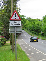 Red Squirrel warning road sign, Isle of Wight, Hampshire, England, UK, May.