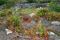 Rhododendron (Rhododendron x superponticum) clearance via poisoning, this species is an invasive species, Snowdonia, north Wales, UK, June.