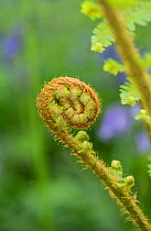Scaly male fern (Dryopteris pseudomas) unfurling frond. Surrey, England, UK, May.