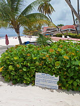 Sign asking guests of hotel to keep beach clean as the beach is used for Hawksbill sea turtle (Eretmochelys imbricata) nesting, Barbados. June 2015.