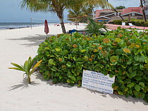 Sign asking guests of hotel to keep beach clean as the beach is used for Hawksbill sea turtle (Eretmochelys imbricata) nesting, Barbados. June 2015.