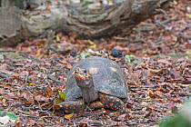 Red-footed tortoise (Chelonoidis carbonaria) Barbados.