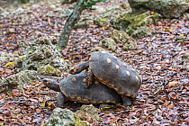 Red-footed tortoise (Chelonoidis carbonaria) pair mating, Barbados.