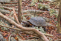 Red-footed tortoise (Chelonoidis carbonaria) Barbados.
