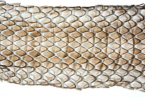 Adder (Vipera berus) shed skin showing patterns of the scales, Surrey, England, UK, May.