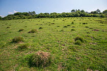 Ant hills in grassland, Park Gate Down Nature Reserve, Kent, England, UK, June.
