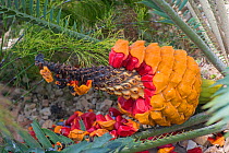 Cycad (Encephalartos villosus) red seeds in cone, cultivated plant.