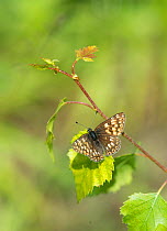 Duke of Burgundy butterfly (Hamearis lucina) Kent, England, UK, June.