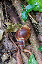 Giant African land snail (Achatina fulica) Barbados. Invasive pest species.