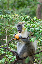 Green monkey (Chlorocebus sabaeus) feeding in tree, Barbados.