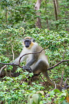 Green monkey (Chlorocebus sabaeus) in tree, Barbados.