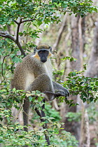 Green monkey (Chlorocebus sabaeus) in tree, Barbados.