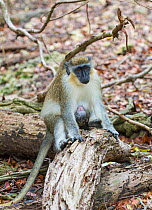 Green monkey (Chlorocebus sabaeus) female, with young, Barbados.