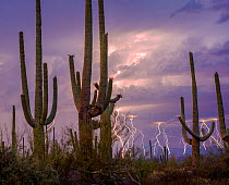 Lightning storm at twilight with Saguaro cactus (Carnegiea gigantea) Avra Valley, Saguaro National Park, Tucson Mountains, Arizona, USA. June 2015. Long exposure with lightning trigger.