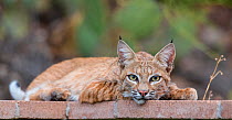 American bobcat (Lynx rufus baileyi) resting on patio, Santa Catalina Mountains, Coronado National Forest, Tucson, Arizona, USA, July.