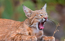 American bobcat (Lynx rufus baileyi) yawning and resting. Santa Catalina Mountains, Coronado National Forest, Tucson, Arizona, USA, July.