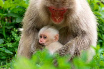 Japanese macaque (Macaca fuscata fuscata) mother with rare white furred baby, Jigokudani Valley,  Nagano Prefecture, Japan. June.