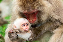 Japanese macaque (Macaca fuscata fuscata) mother with rare white furred baby, Jigokudani Valley,  Nagano Prefecture, Japan. June.