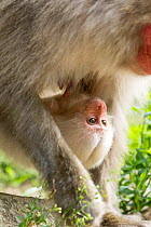 Japanese macaque (Macaca fuscata fuscata) mother carrying rare white furred baby on belly, Jigokudani Valley,  Nagano Prefecture, Japan. June.