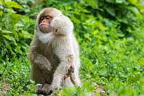 Japanese macaque (Macaca fuscata fuscata) mother with rare white furred male baby, Jigokudani Valley,  Nagano Prefecture, Japan. June.