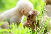 Japanese macaque (Macaca fuscata fuscata) rare white furred baby playing with another baby. Jigokudani Valley,  Nagano Prefecture, Japan. June.