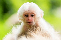 Japanese macaque (Macaca fuscata fuscata) rare white furred baby, Jigokudani Valley,  Nagano Prefecture, Japan. June.