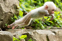 Japanese macaque (Macaca fuscata fuscata)  rare white furred baby jumping, Jigokudani Valley,  Nagano Prefecture, Japan. June.